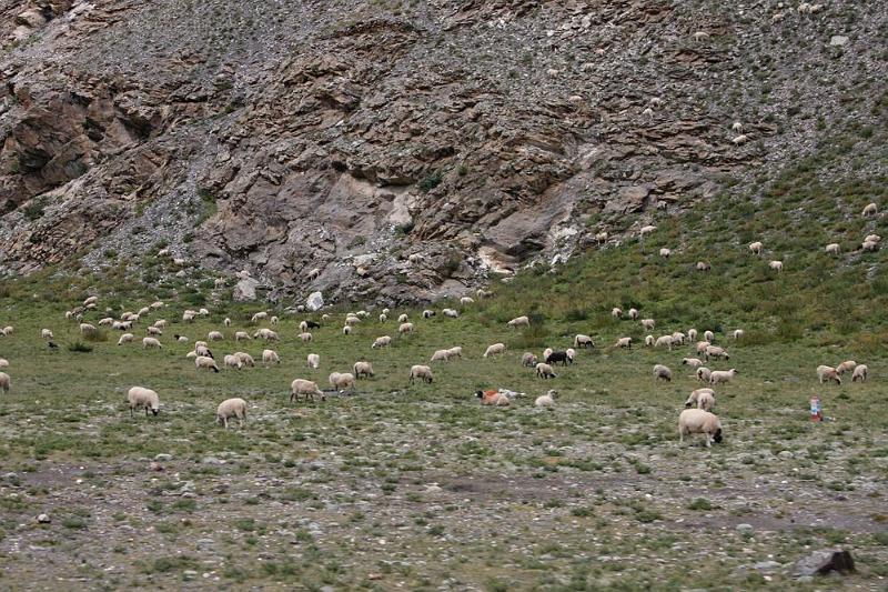 080 Sheeps along the road.jpg